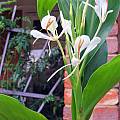 Hedychium forrestii, David Victor [Shift+click to enlarge, Click to go to wiki entry]
