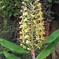 Hedychium gardnerianum