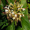 Hedychium tengchongense