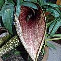 Helicodiceros muscivorus, Angelo Porcelli