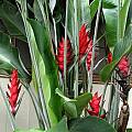 Heliconia caribaea, red form, Nhu Nguyen