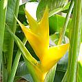 Heliconia caribaea, yellow form, Uluwehi Knecht