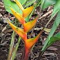 Heliconia wagneriana, syn. Heliconia lennartiana,  Nhu Nguyen