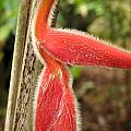 Heliconia mutisiana, Nhu Nguyen
