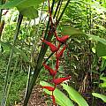 Heliconia pendula, Nhu Nguyen