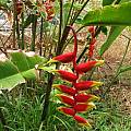 Heliconia rostrata, Nhu Nguyen