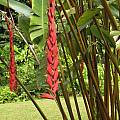 Heliconia stilesii, Nhu Nguyen