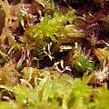Helonias bullata 20 days after sowing into sphagnum, Martin Bohnet