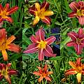 Hemerocallis hybrids from a single seed capsule, Martin Bohnet