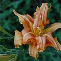 Hemerocallis fulva 'Kwanso, Justin Smith
