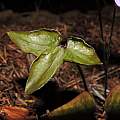 Hepatica acutiloba leaves emerging, April 2015, Travis Owen
