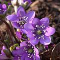 Hepatica nobilis, John Lonsdale Hepatica nobilis, John Lonsdale