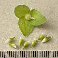 Hepatica nobilis ripe seed, millimetre scale, 25th May 2015, David Pilling Hepatica nobilis ripe seed, millimetre scale, 25th May 2015, David Pilling