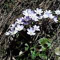 Hepatica nobilis, Oron Peri Hepatica nobilis, Oron Peri