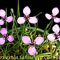 Herbertia lahue ssp. caerulea, Bill Dijk