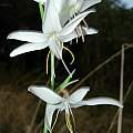 Hesperantha bachmannii, Bedford, Cameron McMaster Hesperantha bachmannii, Bedford, Cameron McMaster