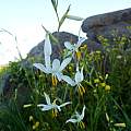 Hesperantha bachmannii, Nieuwoudtville, Cameron McMaster Hesperantha bachmannii, Nieuwoudtville, Cameron McMaster