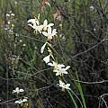 Hesperantha bachmannii, Nieuwoudtville, Mary Sue Ittner