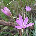 Hesperantha baurii, Mafika-Lisiu Pass, Lesotho, Cameron McMaster Hesperantha baurii, Mafika-Lisiu Pass, Lesotho, Cameron McMaster