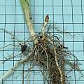 Hesperantha coccinea roots, David Pilling