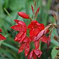 Hesperantha coccinea, Bob Rutemoeller