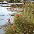 Hesperantha coccinea, Rockford Bridge, Cameron McMaster