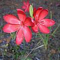 Hesperantha coccinea, Bob Rutemoeller Hesperantha coccinea, Bob Rutemoeller