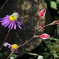 Hesperantha cucullata, Middelpos, Mary Sue Ittner