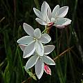 Hesperantha cucullata, Nieuwoudtville, Mary Sue Ittner