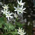 Hesperantha erecta, Mary Sue Ittner
