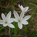 Hesperantha falcata, Caledon, Cameron McMaster [Shift+click to enlarge, Click to go to wiki entry]