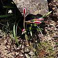 Hesperantha falcata, Little Karoo, Bob Rutemoeller