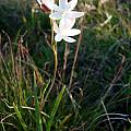Hesperantha falcata, Napier, Cameron McMaster