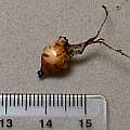 Hesperantha huttonii bulb, David Pilling