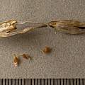 Hesperantha huttonii seeds, David Pilling