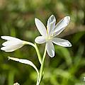 Hesperantha huttonii, Cameron McMaster [Shift+click to enlarge, Click to go to wiki entry]