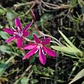 Hesperantha latifolia, Namaqualand, Bob Rutemoeller [Shift+click to enlarge, Click to go to wiki entry]