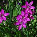 Hesperantha latifolia, Mary Sue Ittner