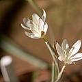 Hesperantha longituba, Cathcart, Cameron McMaster [Shift+click to enlarge, Click to go to wiki entry]