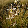 Hesperantha marlothii, Cameron McMaster [Shift+click to enlarge, Click to go to wiki entry]
