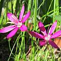 Hesperantha oligantha, Gordon Summerfield
