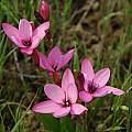 Hesperantha pauciflora, Nieuwoudtville, Mary Sue Ittner [Shift+click to enlarge, Click to go to wiki entry]