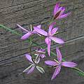 Hesperantha pilosa, Mary Sue Ittner