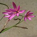 Hesperantha pilosa, Mary Sue Ittner