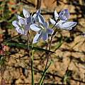 Hesperantha pilosa, Komsberg, Bob Rutemoeller [Shift+click to enlarge, Click to go to wiki entry]