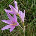 Hesperantha pulchra,  Mt. Thomas, Cameron McMaster