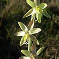 Hesperantha radiata, Cathcart, Cameron McMaster [Shift+click to enlarge, Click to go to wiki entry]