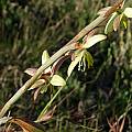 Hesperantha radiata, Cathcart, Cameron McMaster