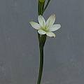 Hesperantha sp., Mary Sue Ittner