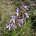 Hesperantha truncatula, Napier, Cameron McMaster